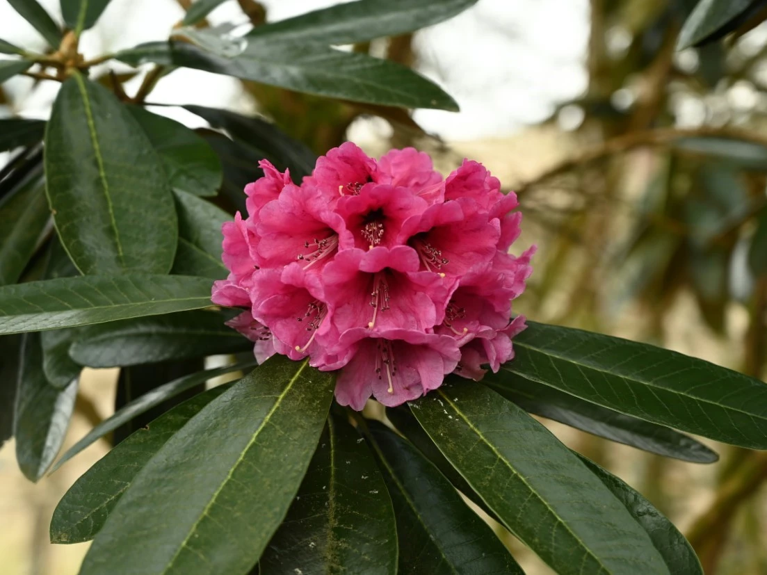Unknown hybrid (possibly arizelum x arboreum) 